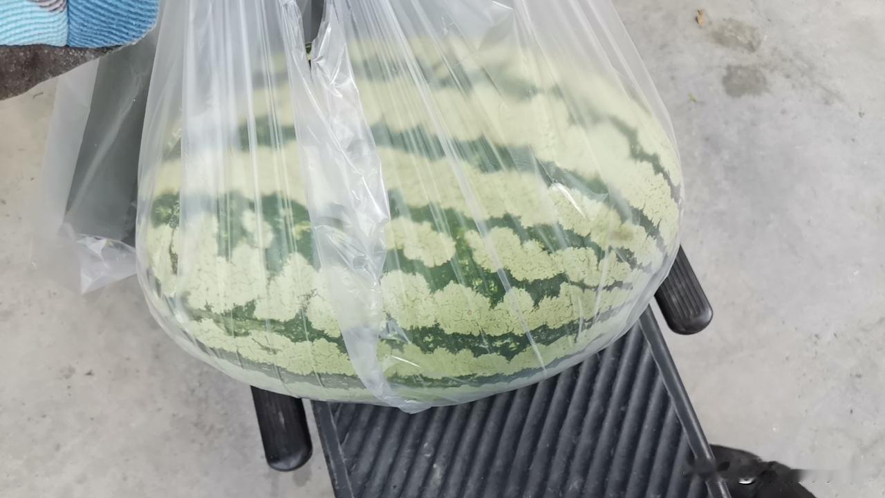 麒麟西瓜和宁夏西瓜有什么区别？为什么麒麟西瓜无籽且甜度高？有点不敢吃了。
   