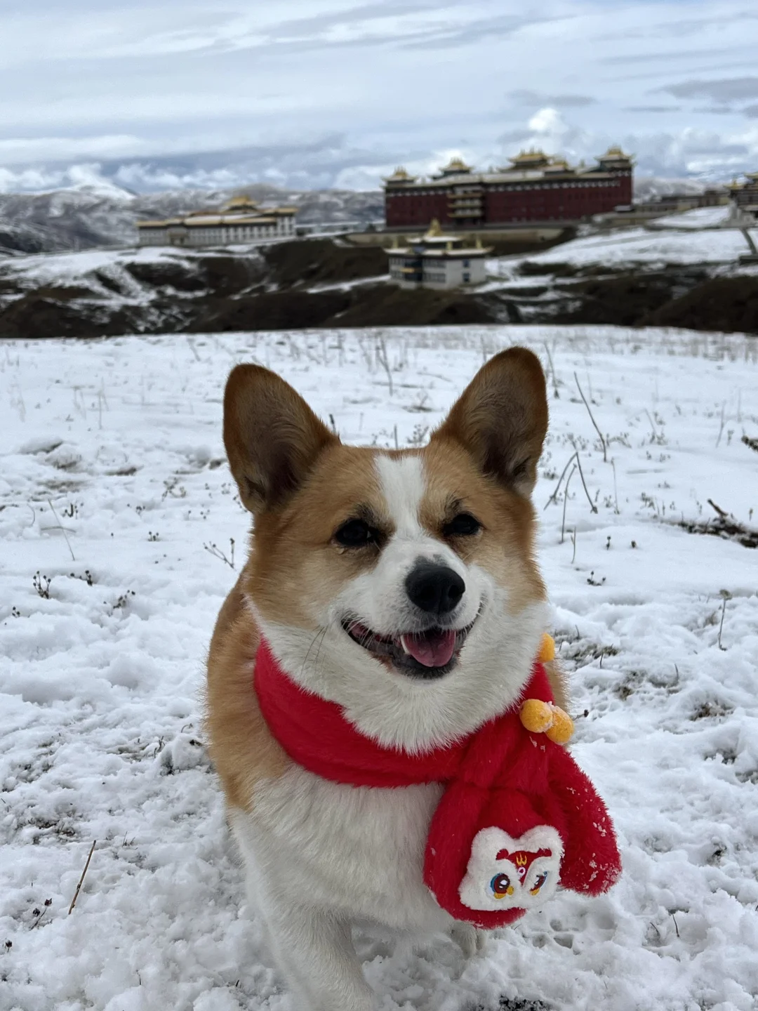 在川西提前滚上雪地啦~