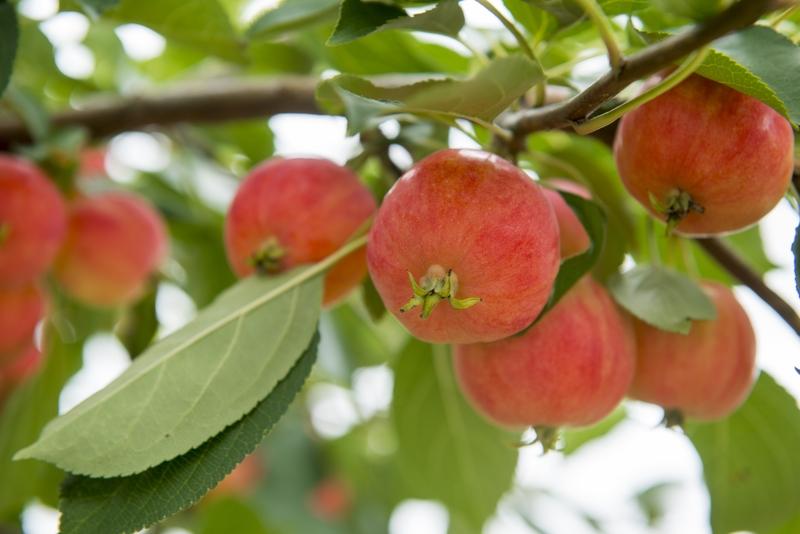 “春赏百花齐放，秋品千果归仓”，这两句话简直把四季的美好都概括了。春天一到，那真