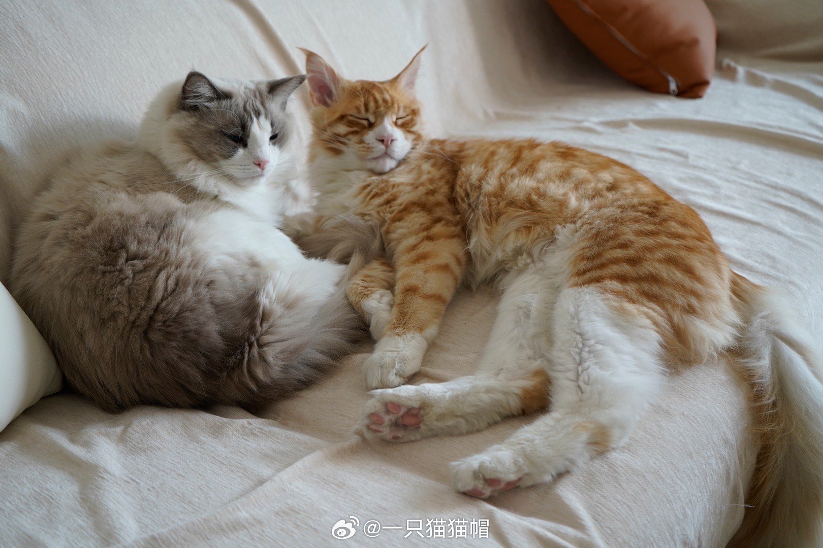 天冷了小猫经常一起抱着睡觉 
