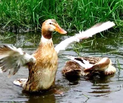 方圆天地，为头条联友对联：
春风堂上初来燕，
暖日湖中巳戏鸭。