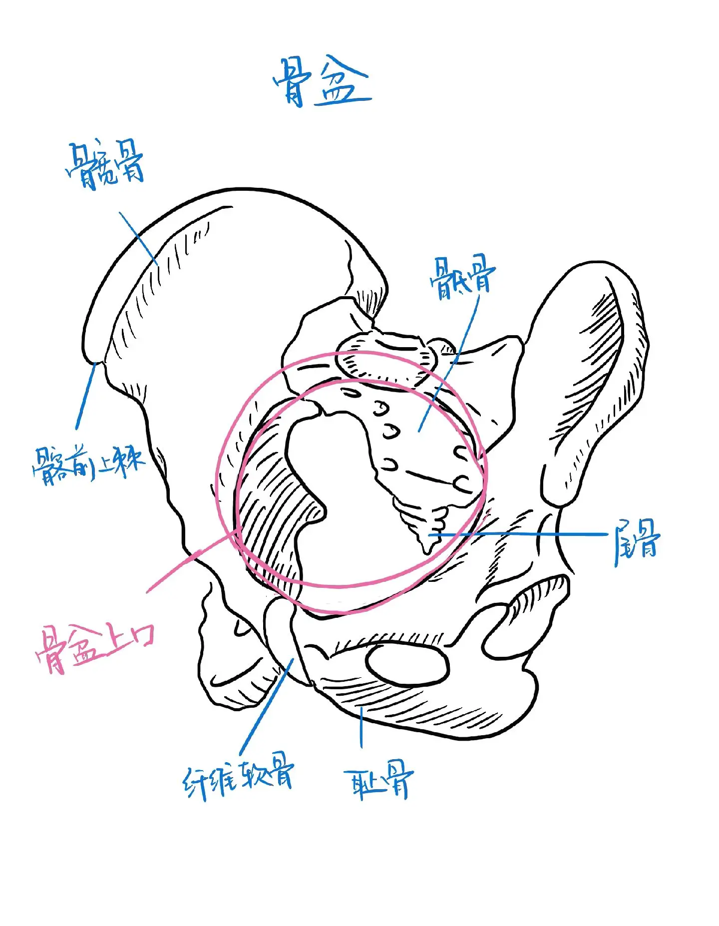 你了解自己的盆底吗。关爱女性健康