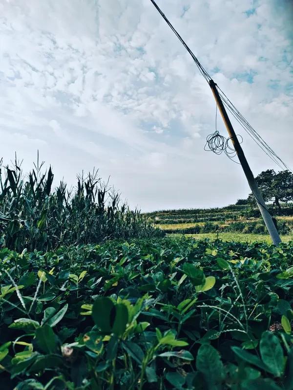 今天是五月十七民间俗语有
1. 五月十七雨如注，谷仓麦囤像吹了气的气球，满满当当