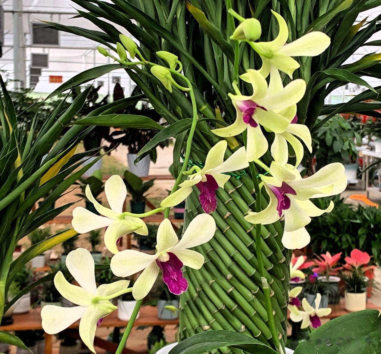 兰香满径，花影入窗。