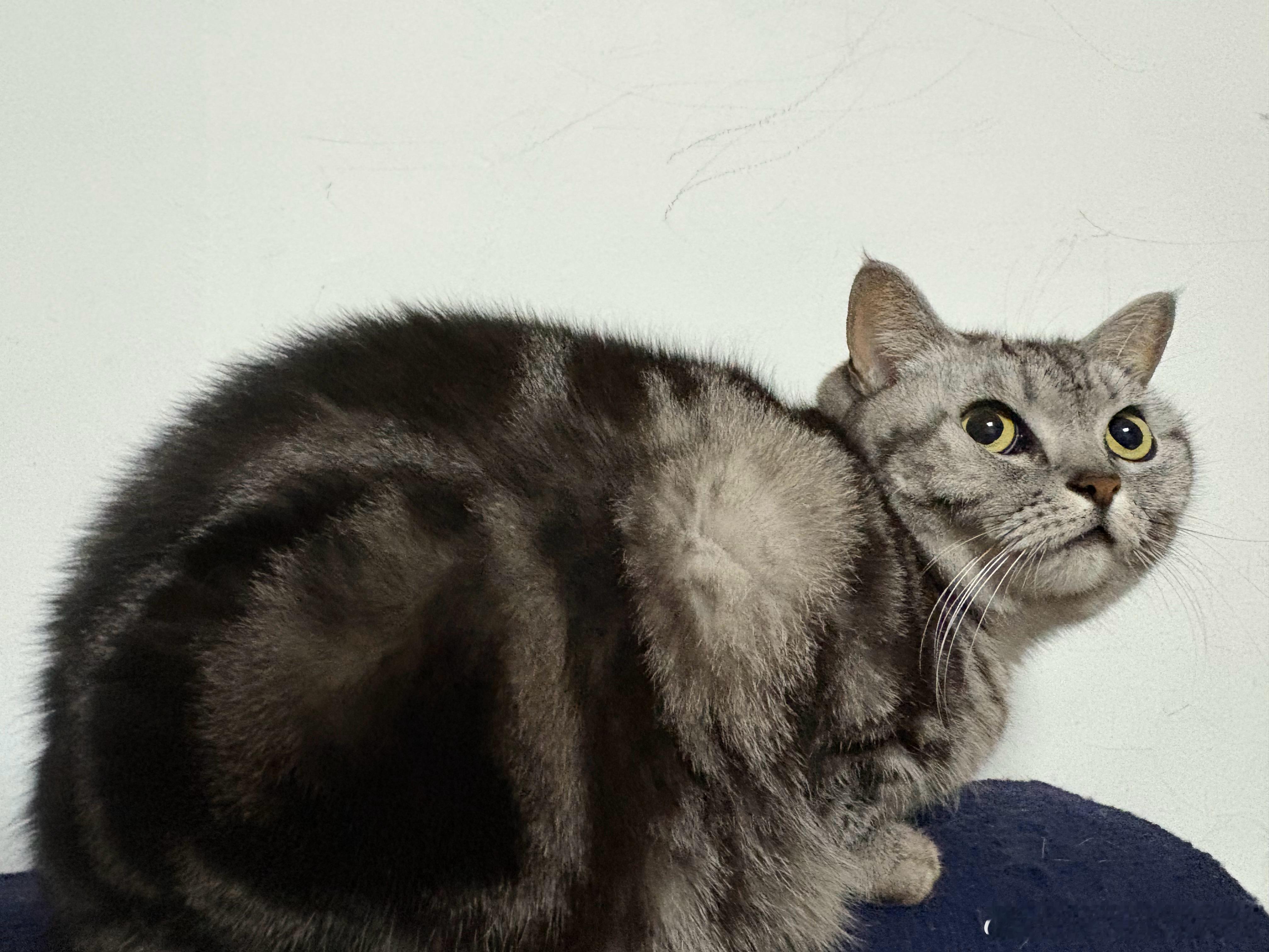 猫冬了一天这段时间车子完全不够卖新货基本都卖掉了在努力奋斗半个月就该准备过年了 