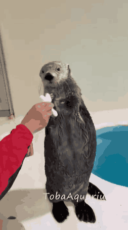海獭挺聪明的
##
海獭是一种聪明的动物，它们属于鳍足类动物，主要栖息在海洋中。