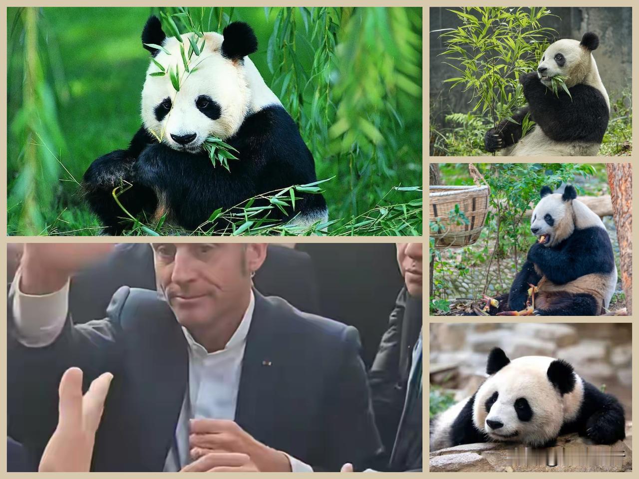 马克龙此次访华期间促成新的大熊猫合作协议，对中法关系具有多方面的重要意义：
马克