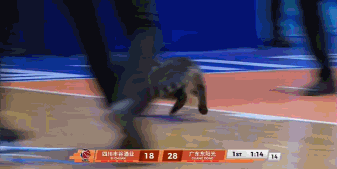 小猫闯入四川主场，这就是大跌眼镜的不专业

不是小猫来看球，它懂得什么？四川赛区