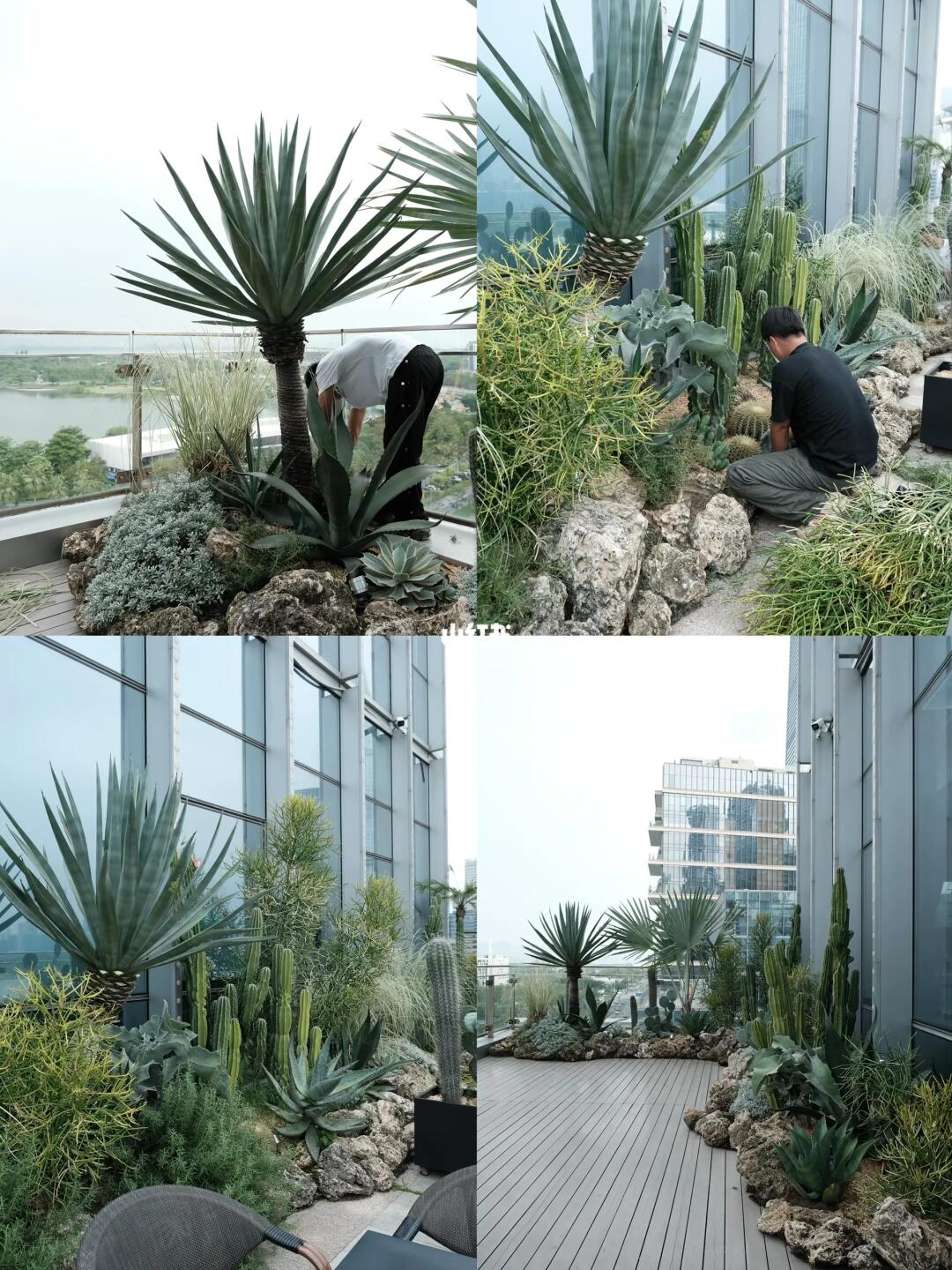 露台花园回访｜沙生植物自由生长的高光时刻