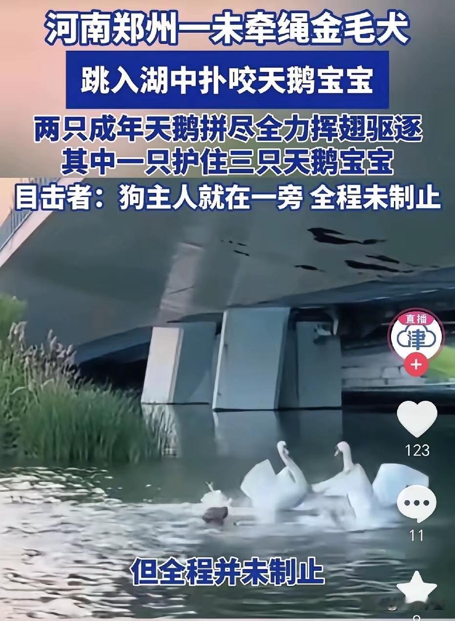 河南郑州，湖边散步的市民，目睹了一场不该发生的冲突。

一只金毛犬，突然冲进湖里