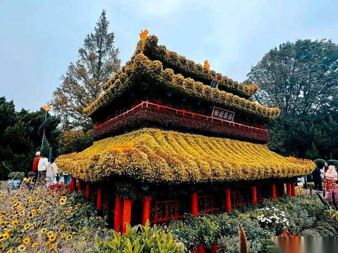 1954年的菊花，你见过吗？
活的。
我今天在北海公园见着了。真不是我吹，这趟菊