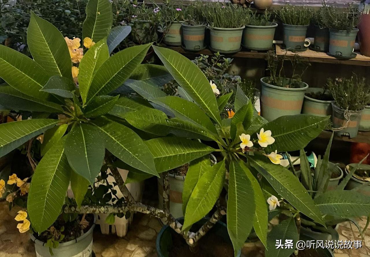 ❤️AI不是来抢饭碗的，是来淘汰低效重复劳动的。就像当年汽车淘汰了马车夫，但创造