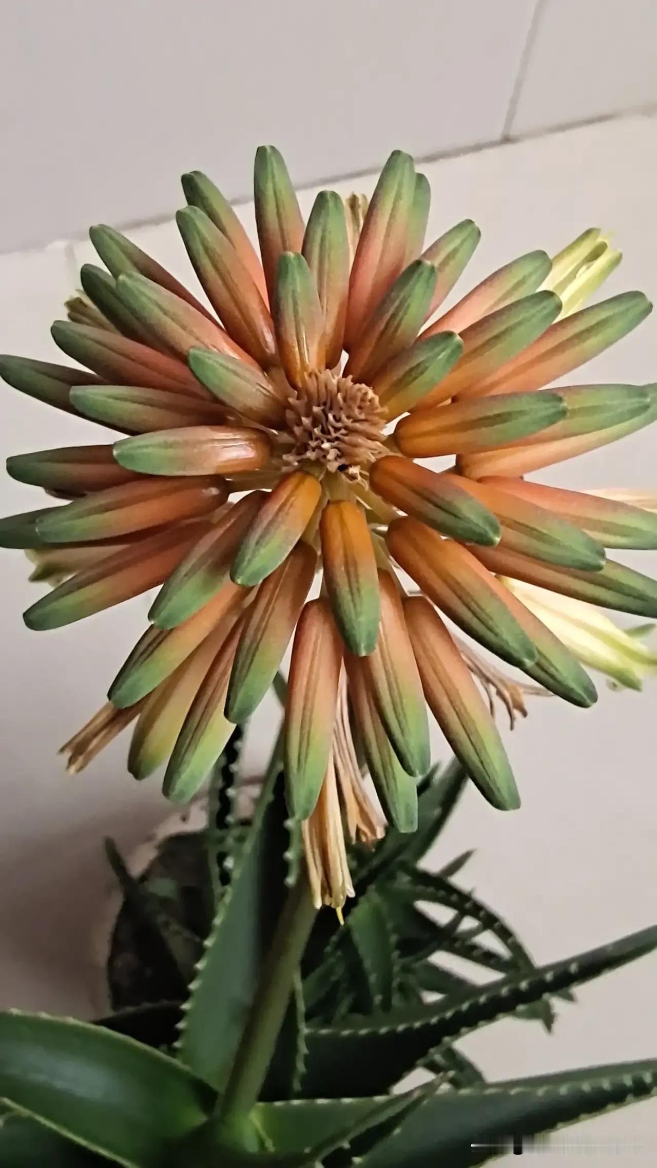 当心累的时候你喜欢怎样度过?
  

    也许我过度心累的方式会让你大跌眼镜