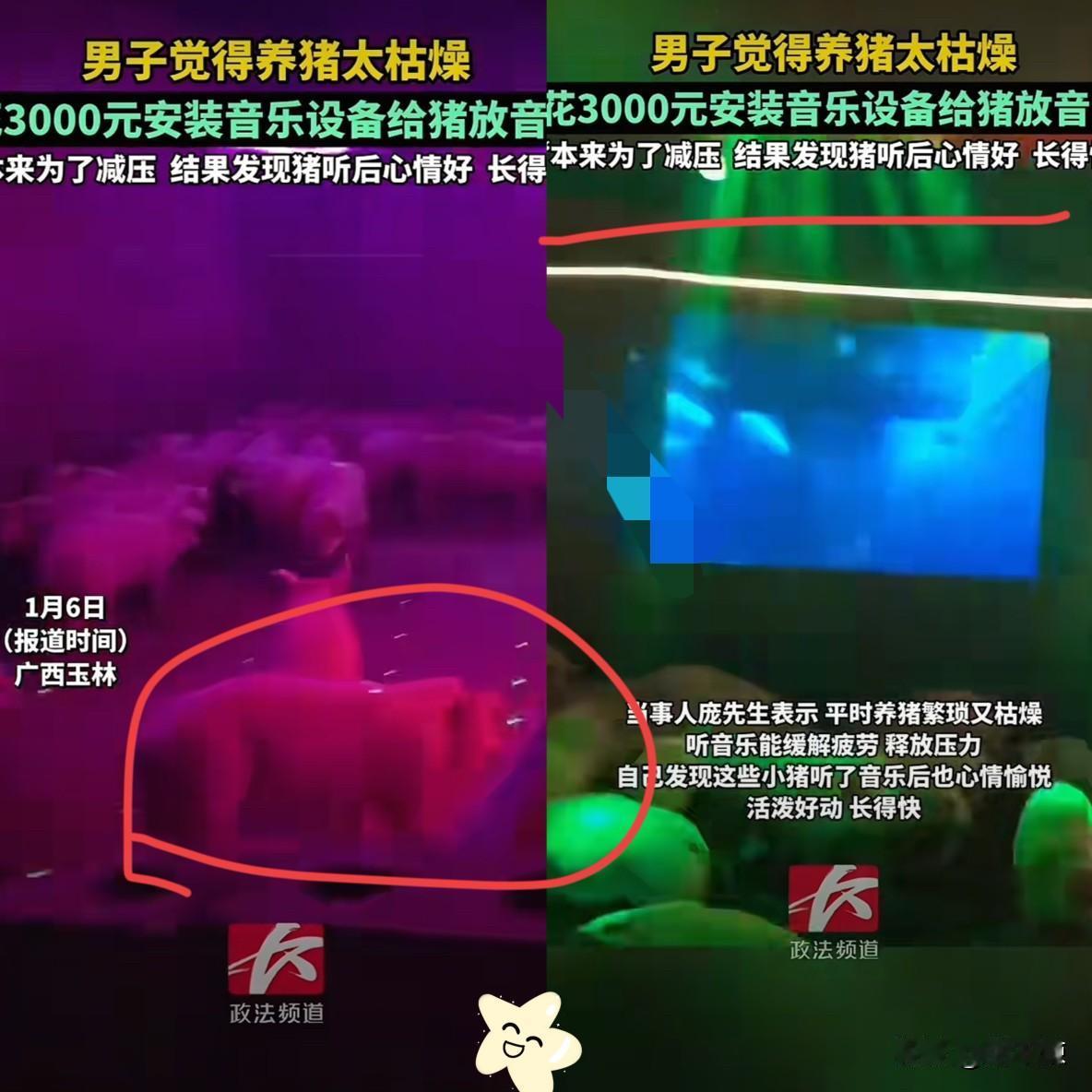 解释不清了！近日广西桂林，男子因为养猪实在无聊，就在猪舍中安装了一套音乐设备，让