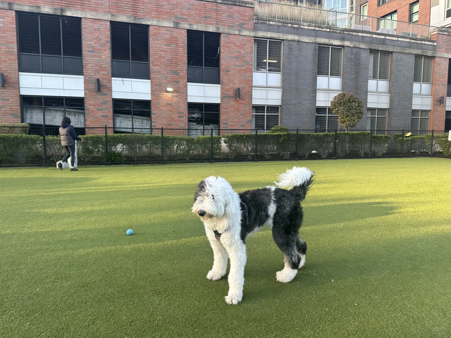 狗要遛 班要上 生活得继续…