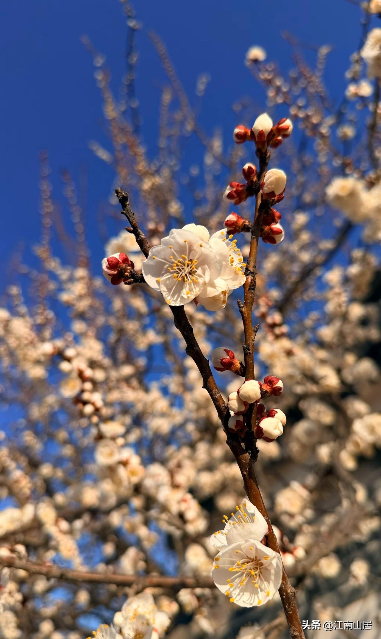 大家知道，这些都是什么花吗？冬去春来，在这个春暖花开，百花绽放的季节。各种花也是