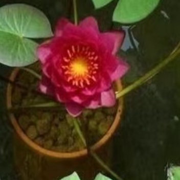 ‎种植免费午餐 睡莲种植方法1选择合适的水生环境：睡莲生长的环境必须具备特定条件