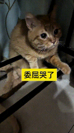 乖乖嘞，恁瞅瞅这只小橘猫，可真是委屈到骨子里了！
它缩在架子底下，那眼睛里的眼泪