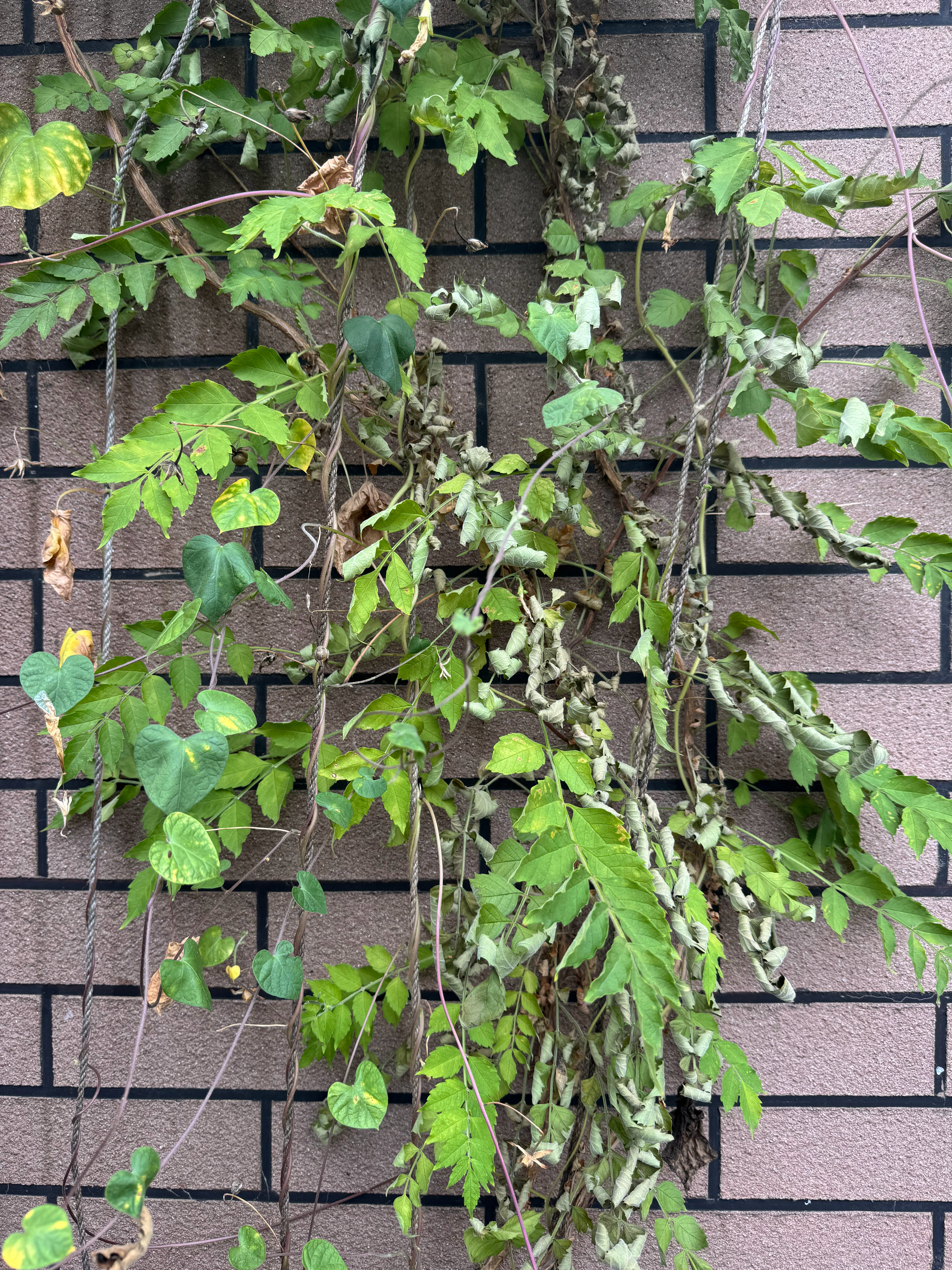 通利福尼亚天天发预警，雨也下不出来，出差回来一看，凌霄感觉要废，龟背竟然出新叶了