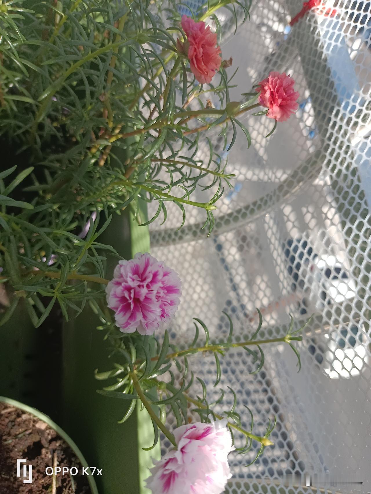 昨天到了一个快递，厨师在家里满身大汗的安好了，给猫咪买的，准备囤猫咪吃的喝的的用