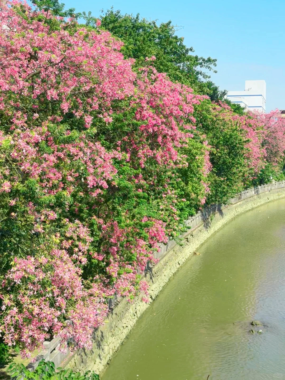 Z新消息，鹅掌坦的🌸已经开了，10.7实拍快冲