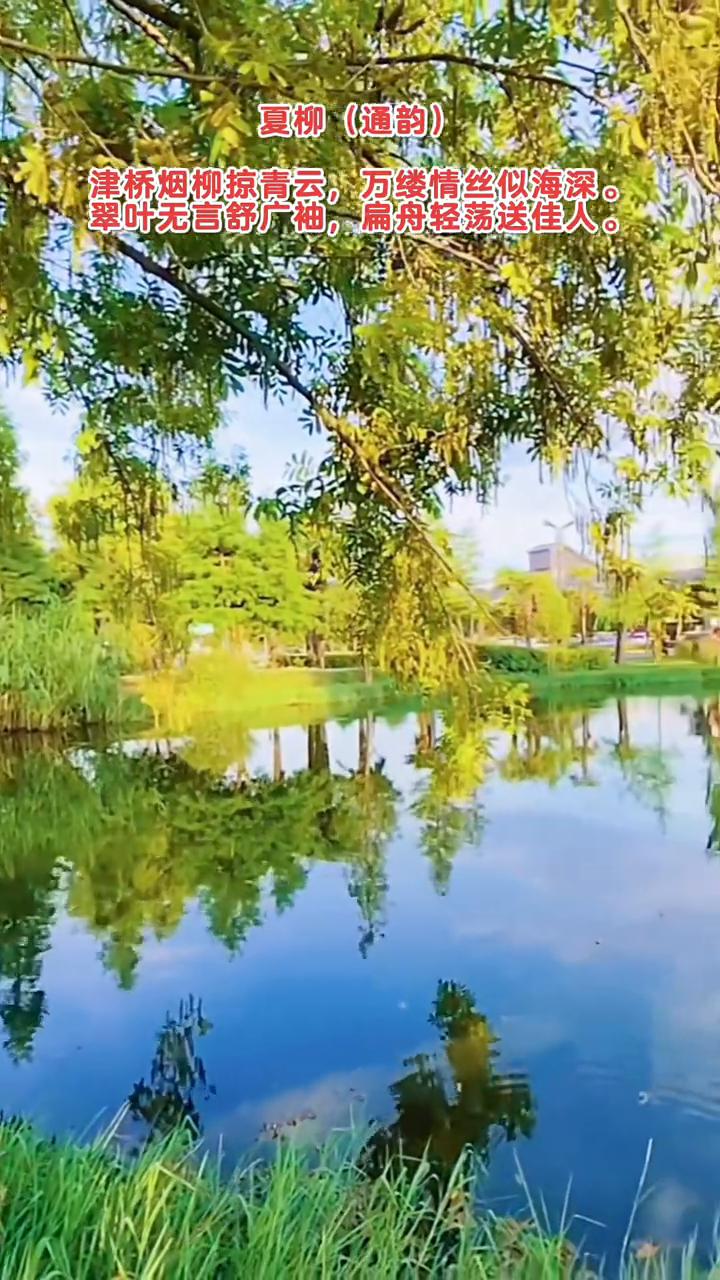 夏柳(通韵)。
津桥烟柳掠青云，万缕情丝似海深。
翠叶无言舒广袖，扁舟轻荡送佳人