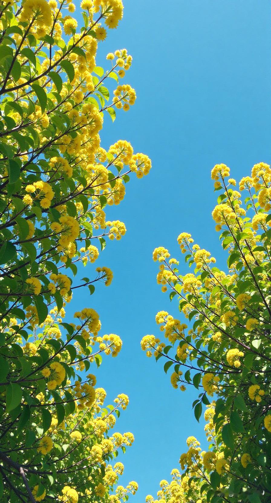 说到唯美高清手机壁纸，那可太多啦！
自然风景类就超棒。比如冰岛的极光壁纸，五彩斑