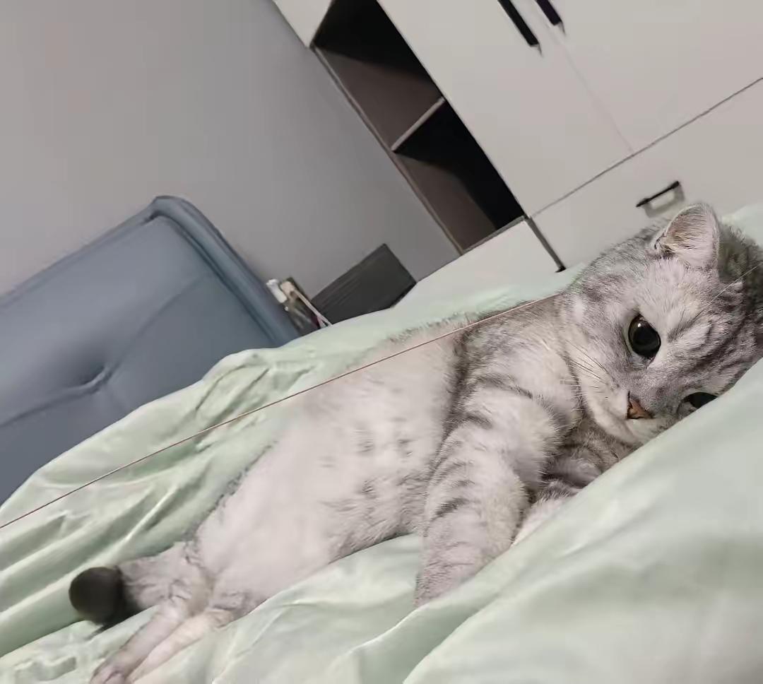 这小脾气谁懂啊？
猫咪咬坏挂件被女儿批评
现在居然绝食抗议！
 
谁能想到，我家