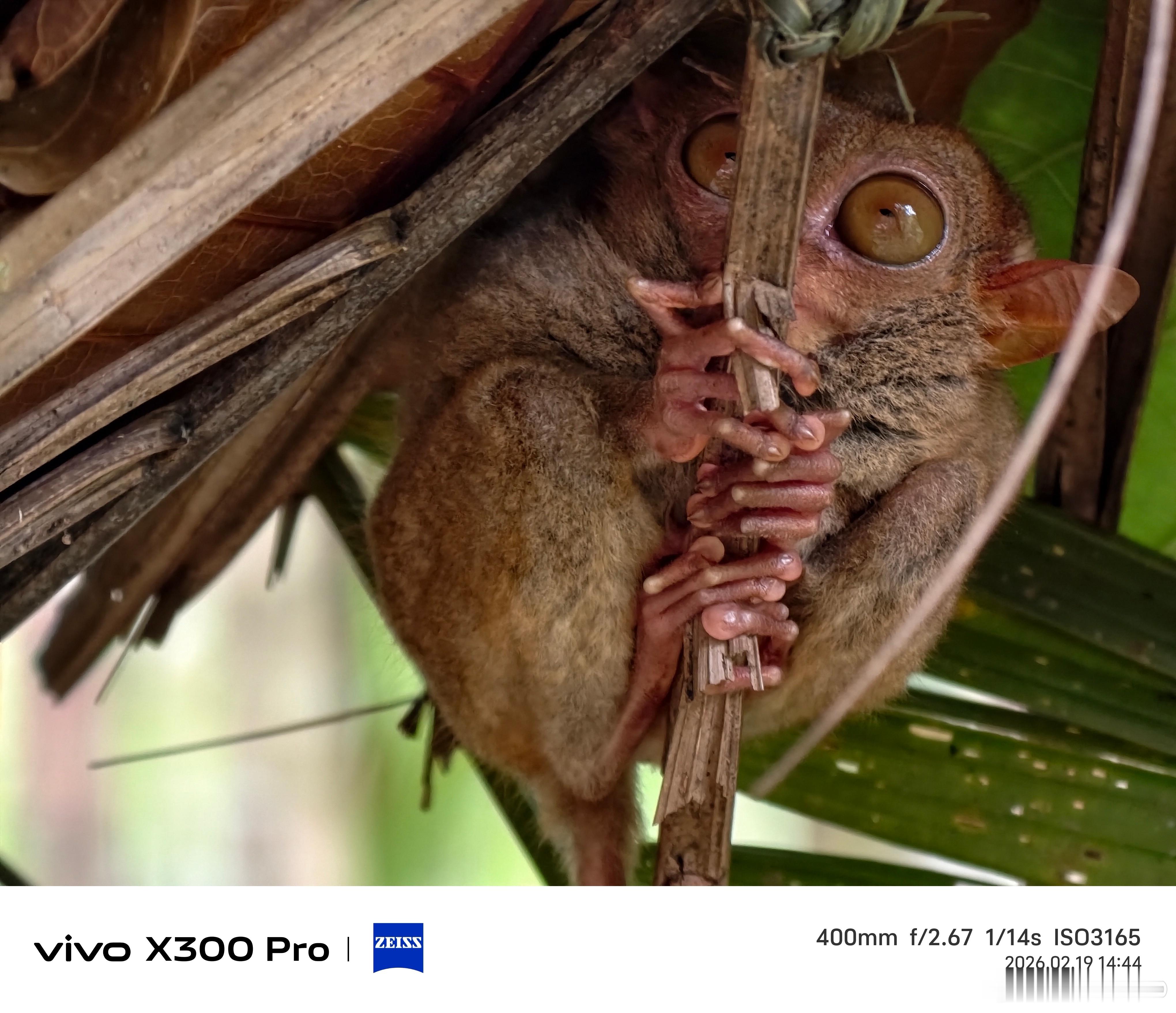 vivo X300 Pro的增距镜已经这么🐂了，不敢想用X300 Ultra双