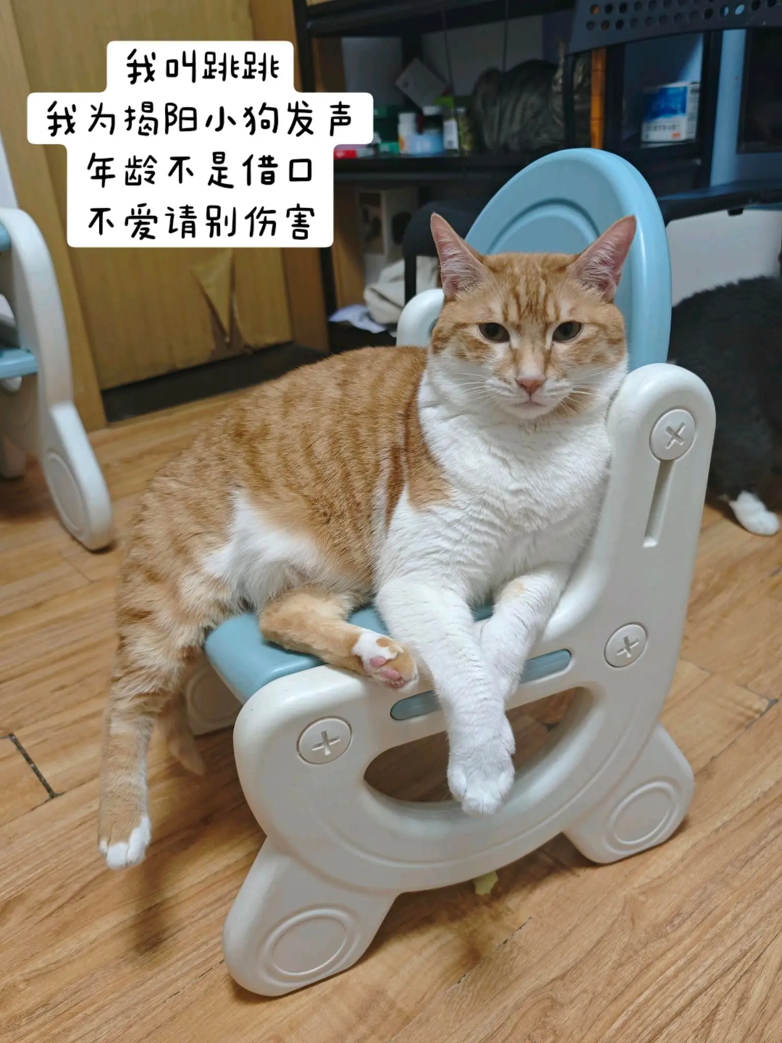 不爱我就别伤害我 这个世界不能没有萌宠 不爱别伤害