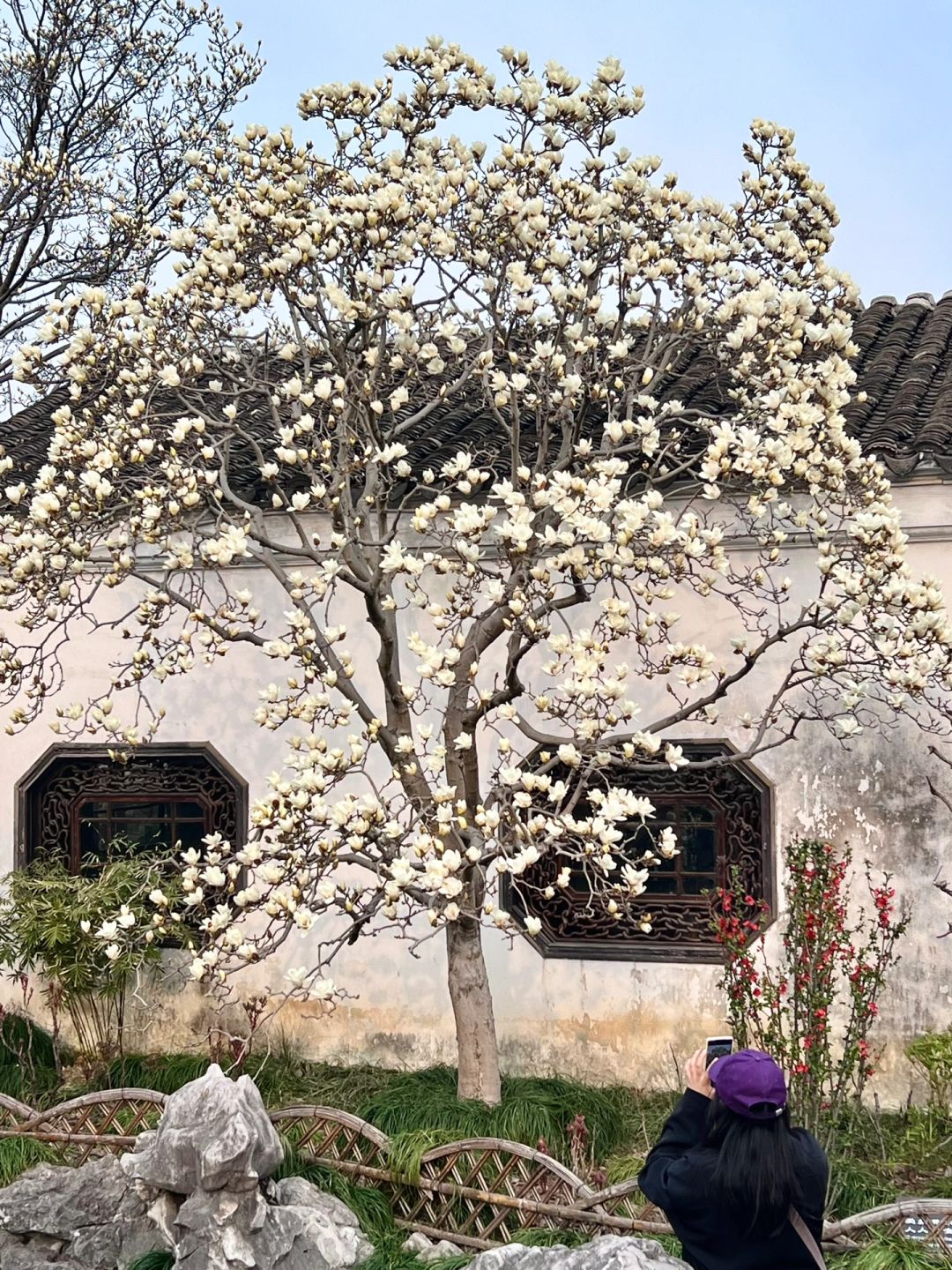 Live | 网师园玉兰花天花板今天开放了‼️