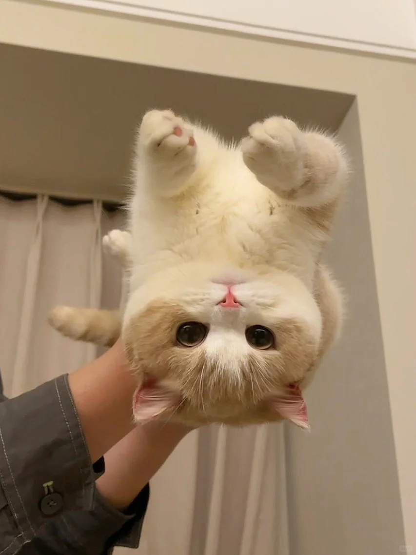生活不易 小猫卖艺
