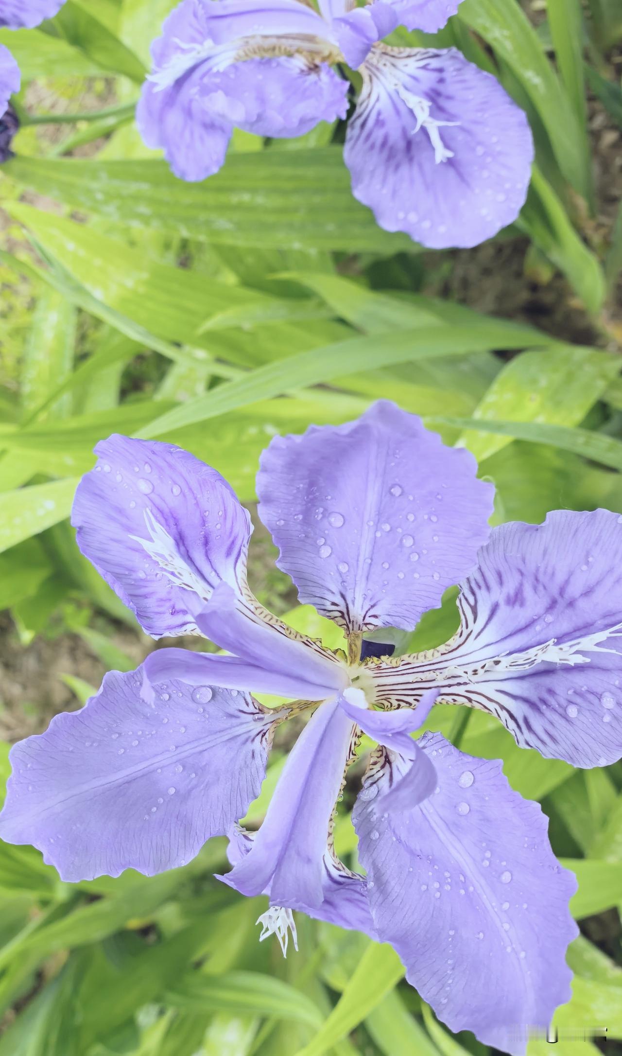 鸾尾花偷喝了晨露，把春天酿成了紫色的酒。
花瓣上的水滴是它的酒盏，
每一片褶皱都