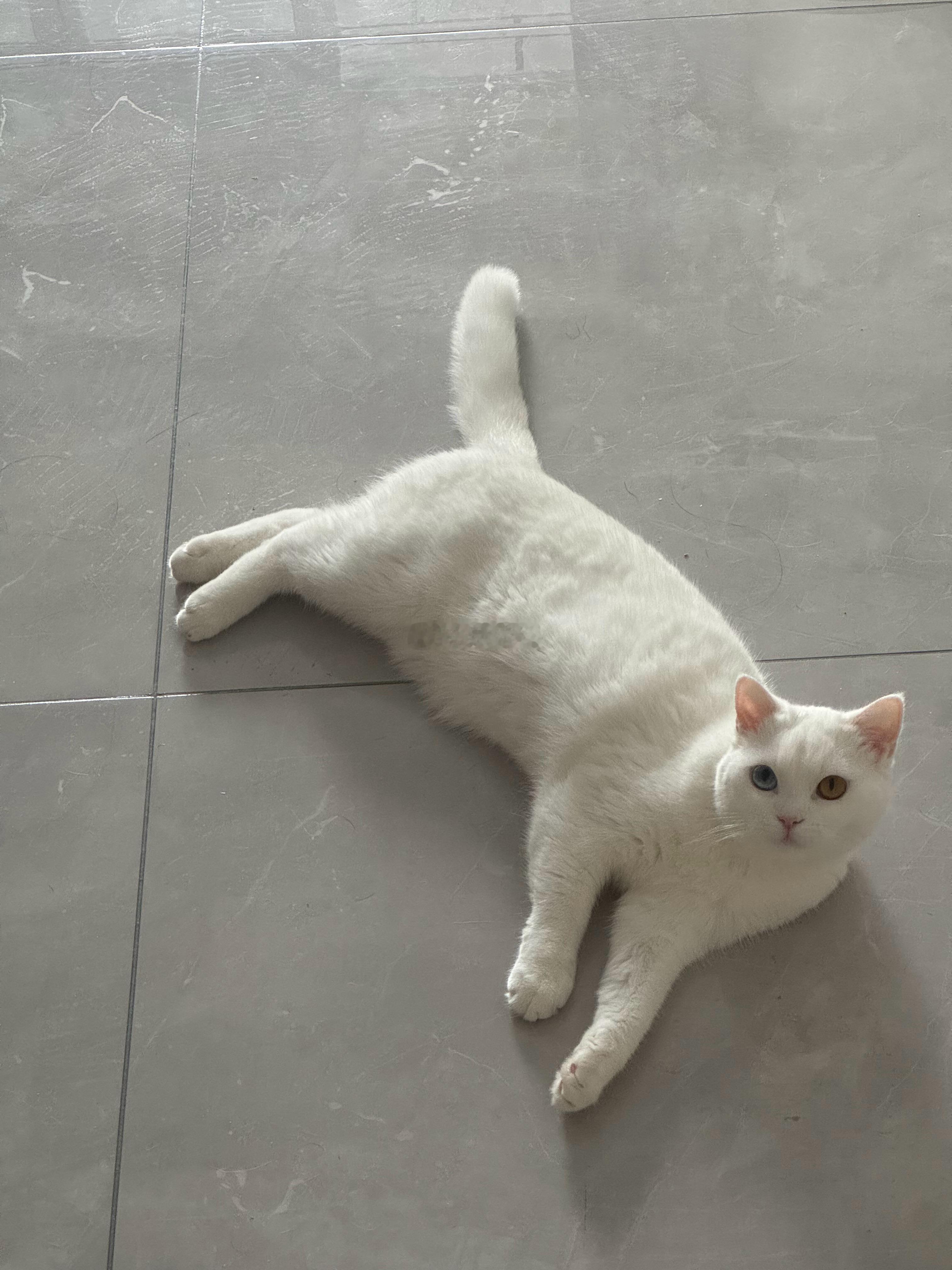 大肥猫大 