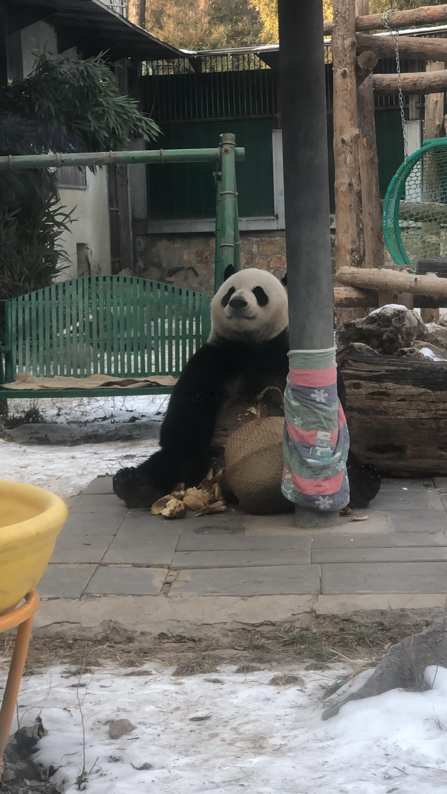 全世界都知道谭爷爷来看么么儿了，只有么么儿自己不知道🥹🥹 ​​​
