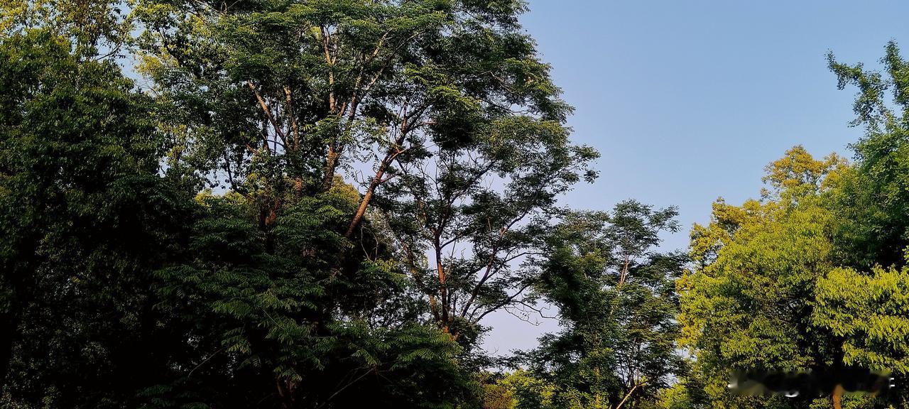 很怪

国福在近年来的世界大变化中，总是在心里掂量：中国、美国、俄罗斯、伊朗、印