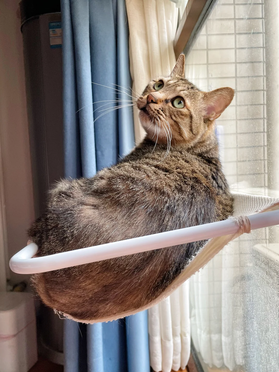 猫猫掉下去了