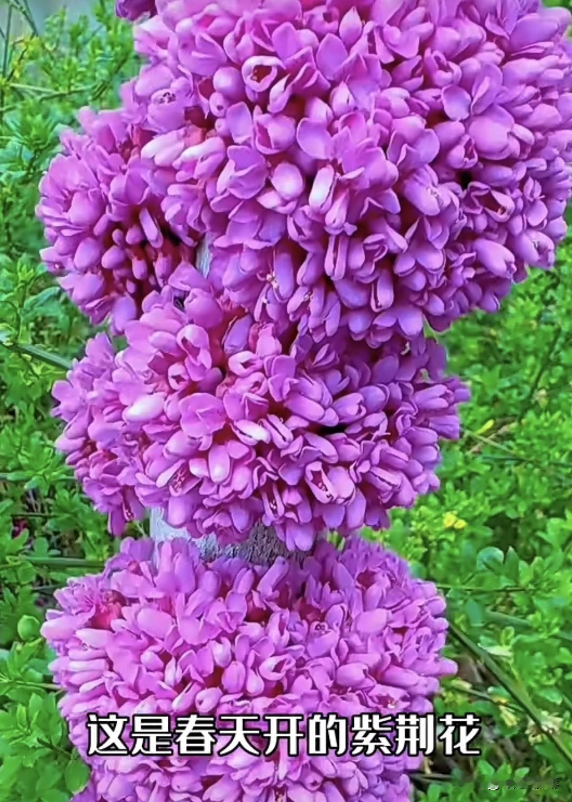 “人随春好，春与人宜"春天
没有心事，春天只顾花开 又
一次的春和景明‼️