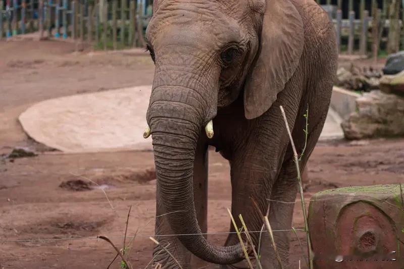 我坚决支持动物保护法。之前看到过一则新闻，有不法分子为了获取象牙，残忍地猎杀大象