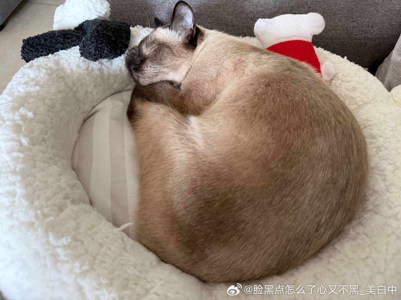 晚安逼罗