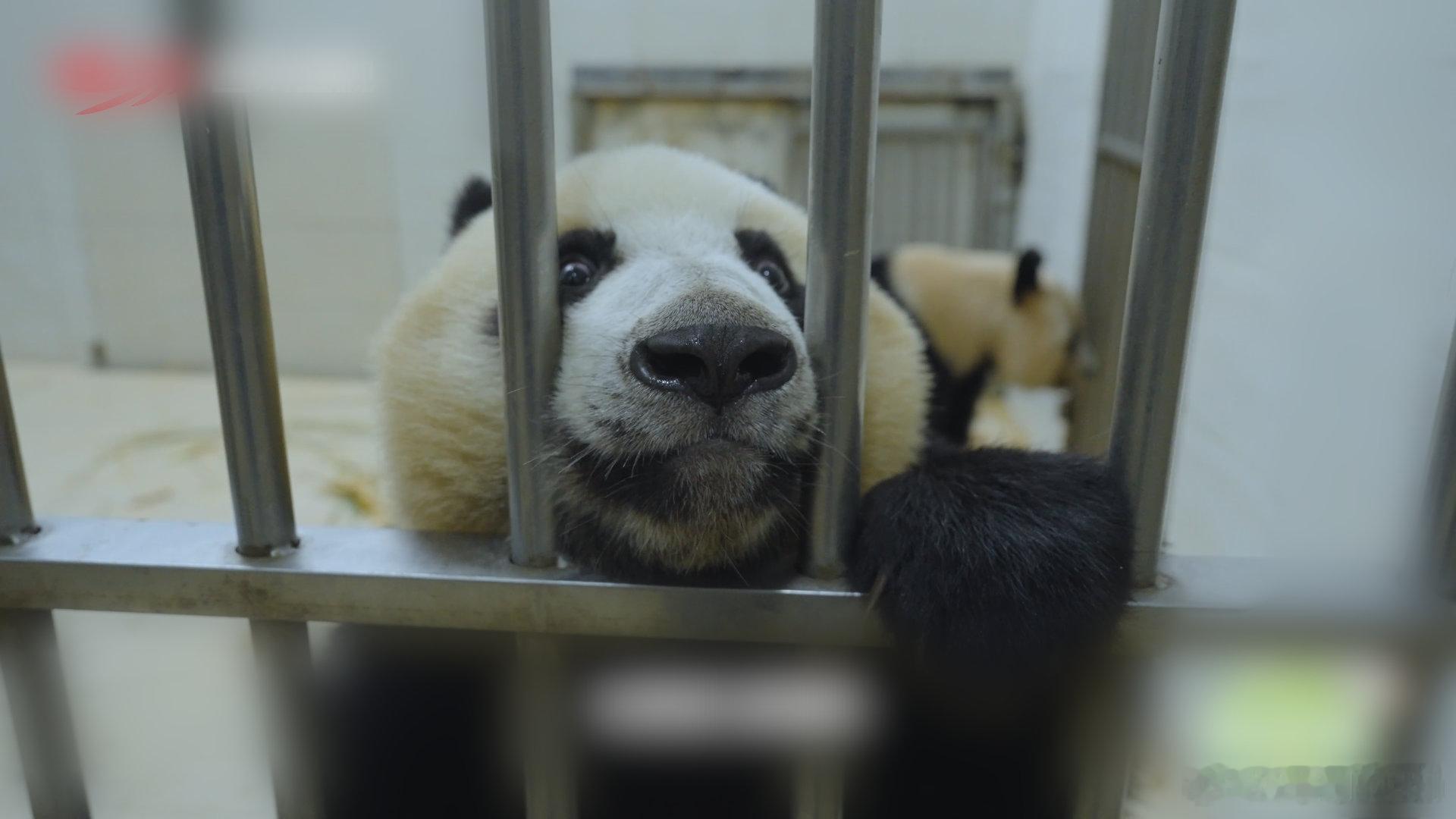 在成都看福凤双胞胎的团圆路 熊猫崽崽在学会走路之前，都会经历一段特别的旅程，在这