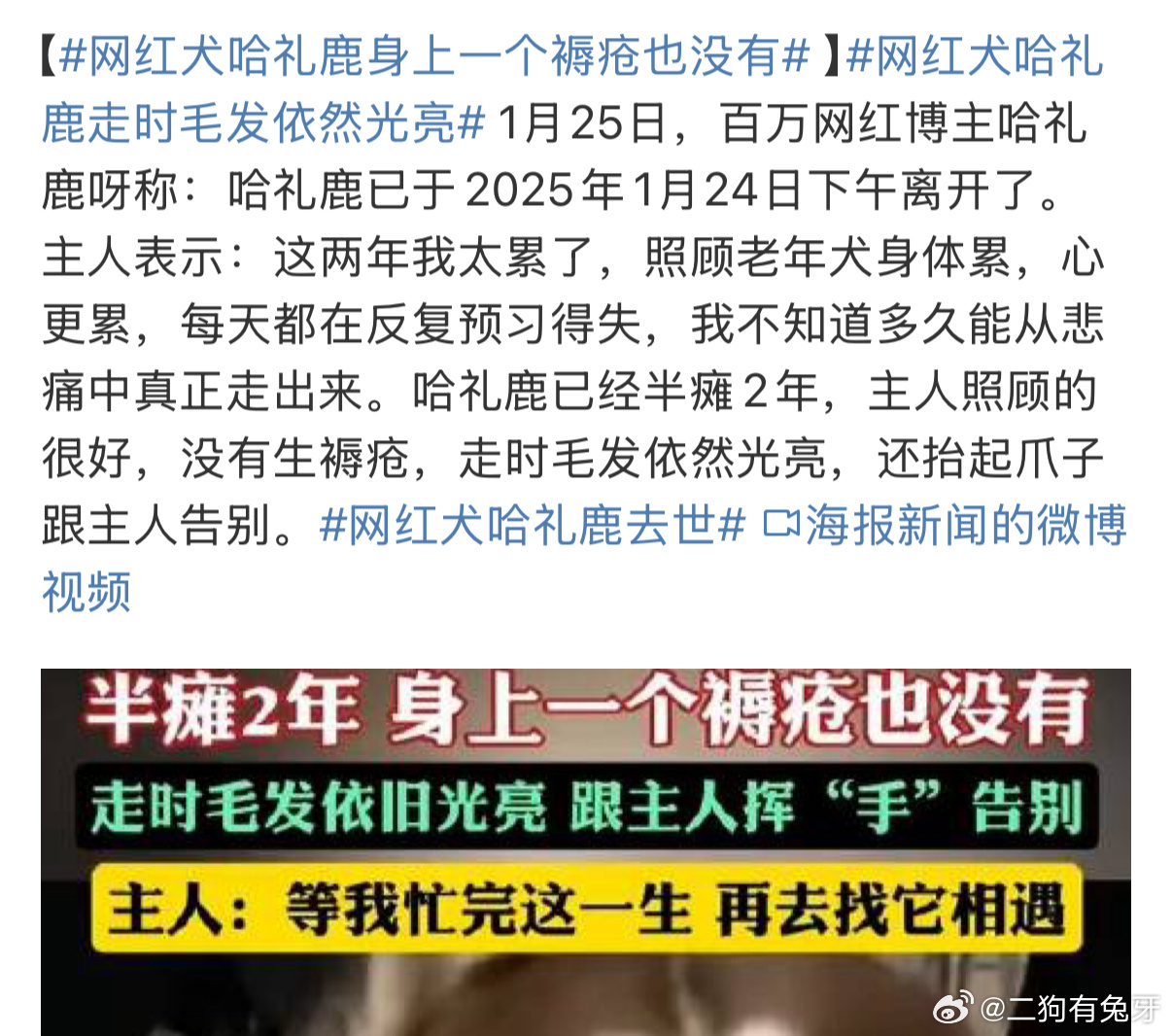 啊？我很喜欢的一只狗狗不过从去年开始哈礼鹿就身体状况不是很好了，预料之内的事，但