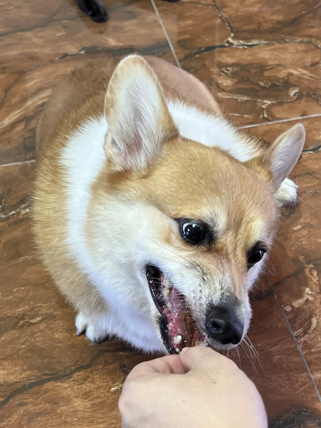 谁家好狗减肥还在吃啊❗️❓