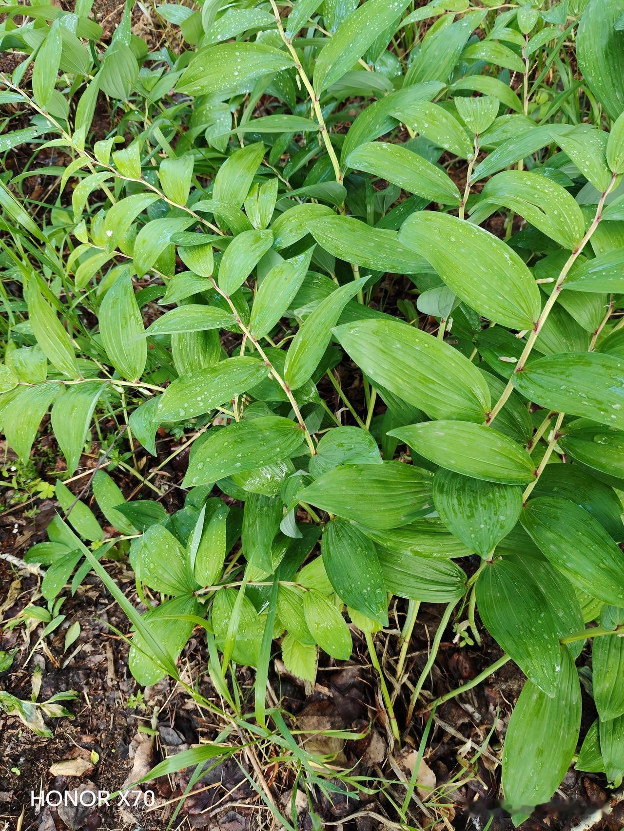 野生中草药，谁认识？叫什么？何功效？价值几何？这是我今天早上在路上散步时，在山边