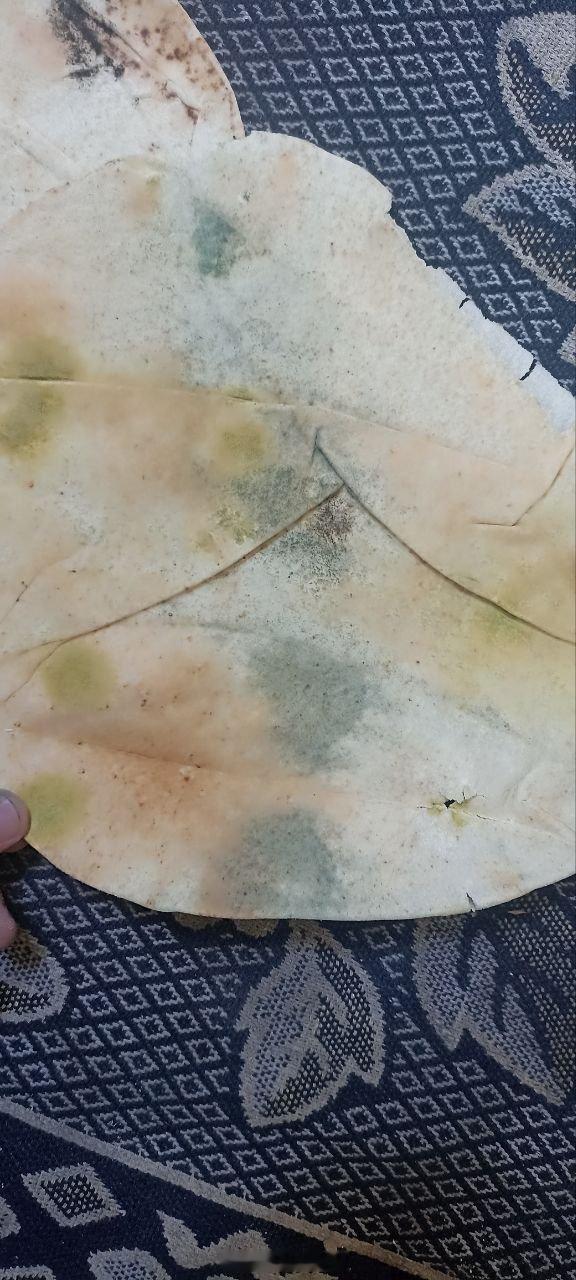 不知道是哪个国家的运输机，昨天在加沙地区空投的物资是发霉的大饼，和当年WFP在也
