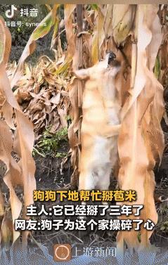 这是成精了？黑龙江，一女子去地里摘玉米，觉得光自己一人有些无聊，就把家里的狗子给