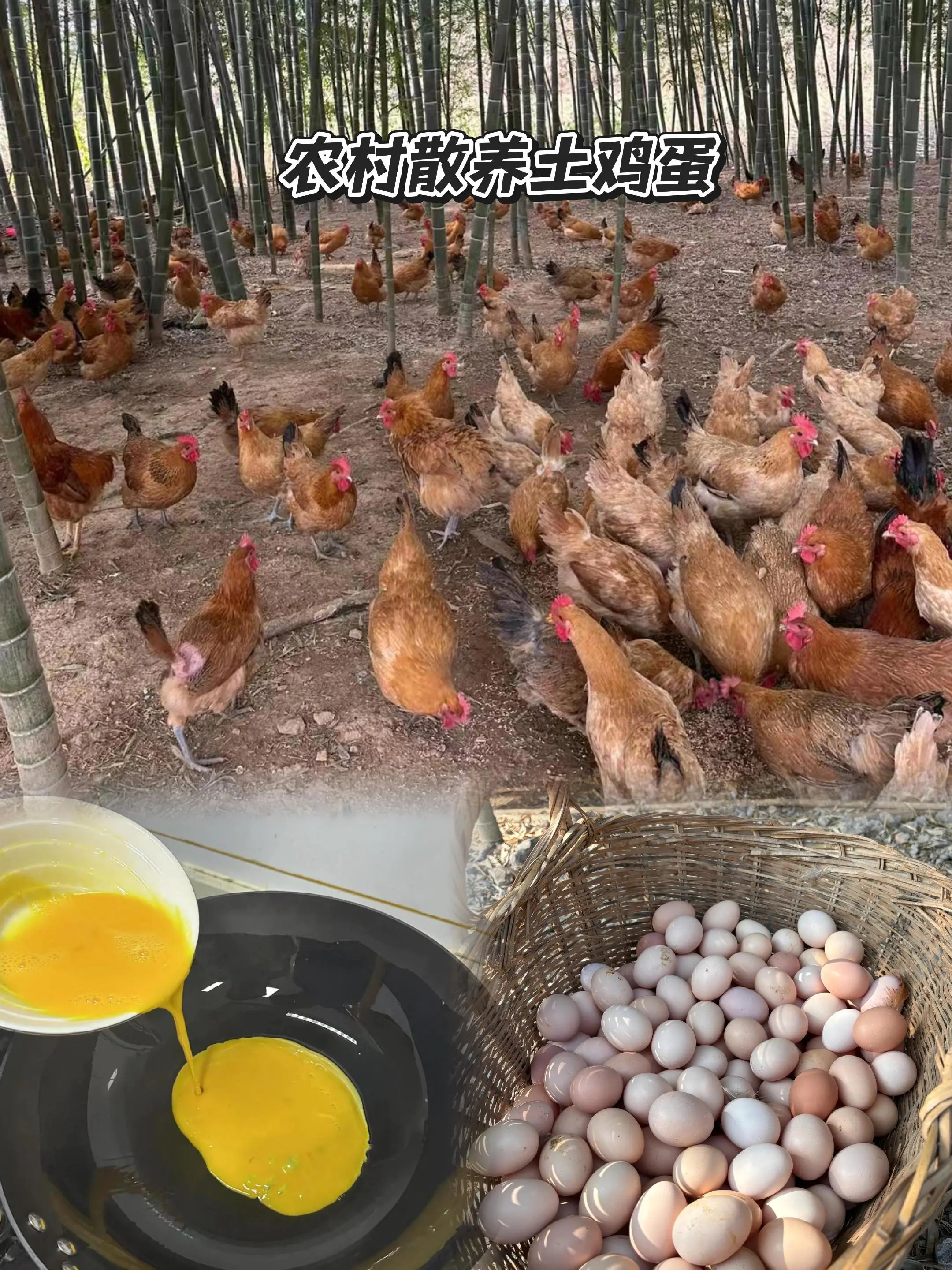 农村土鸡蛋。农村老家土鸡蛋的味道，农村散养土鸡蛋