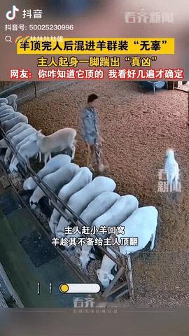 辽宁，一只羊顶完主人后，就马上混进羊群装“无辜”，没想到主人起身一脚踹出“真凶”