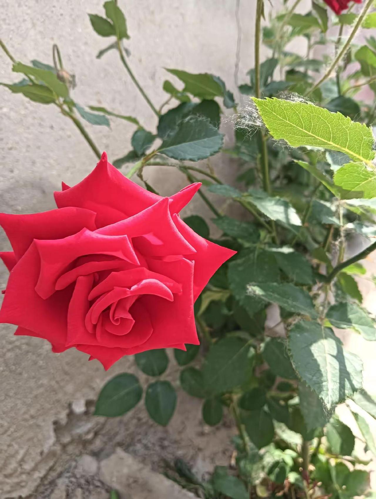 晒出你拍的花