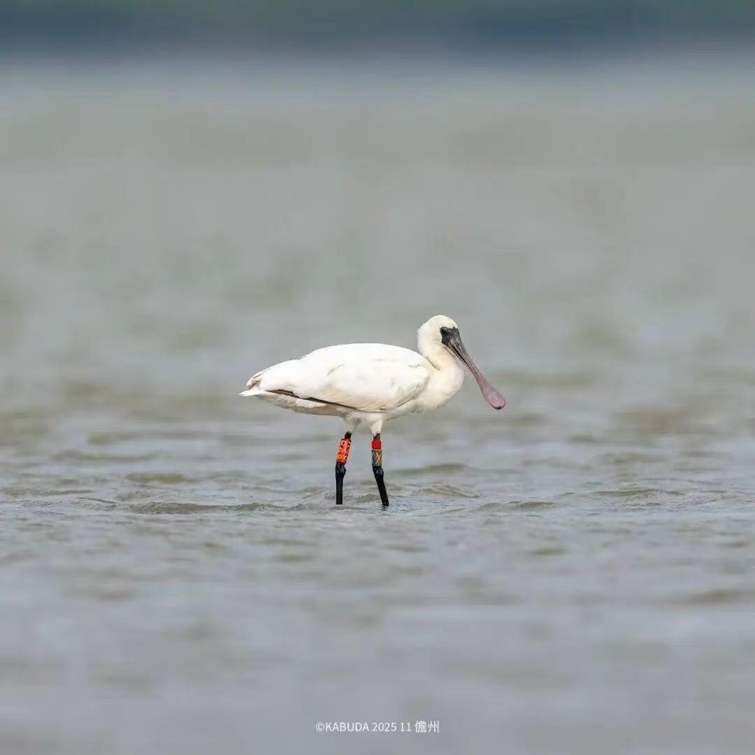 一年砸钱百万、开车1.6万公里，“打鸟”这事儿真不是有钱就能玩的
最近，“打鸟”